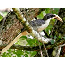 Bird Watching Tours in Sri Lanka