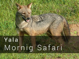 Yala National Park Morning Safari Game drive