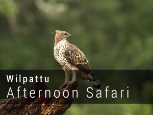Wilpattu National Park Afternoon Safari Game drive