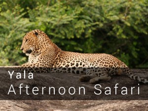 Yala National Park Afternoon Safari Game drive