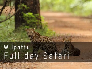 Wilpattu National Park Full day Safari Game drive