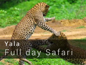  Yala National Park Full day Safari Game drive