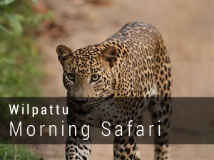 Wilpattu National Park Morning Safari Game drive