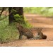 Wilpattu National Park Morning Safari Game drive